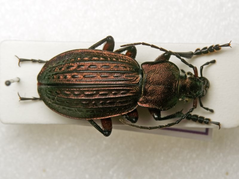 cancellatus Illiger, 1798